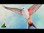 Rahdo Runs Through►►► Wingspan