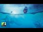 Rahdo Runs Through►►► Aquatica