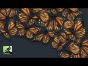 Rahdo Runs Through►►► Mariposas