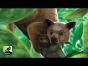 The Search for Lost Species | A Rahdo Preview by Ruel